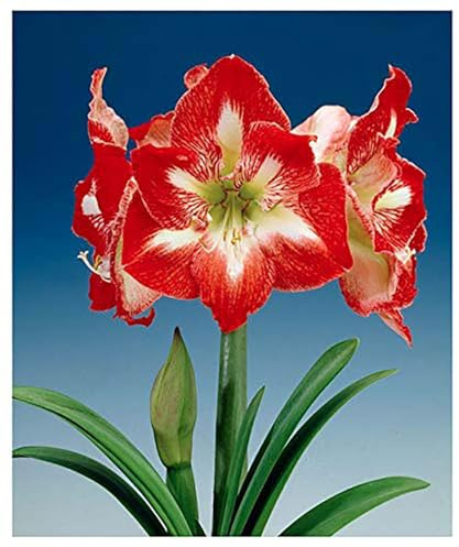 Minerva Red and White Amaryllis Bulb – Large Bulb for Planting, 4-8 Blooms, 16–24 Tall – Elegant Indoor & Outdoor Plant – Ideal for Seasonal Decor – Low-Maintenance Amaryllis Bulb (Not in Wax)