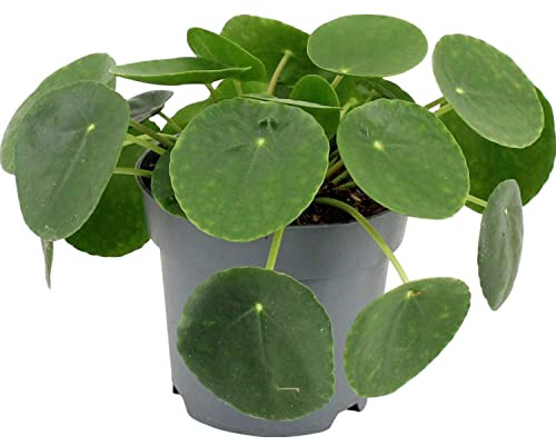 DECOALIVE Planta Misionera Planta de Interior Natural para Casa y Oficina Planta China del Dinero