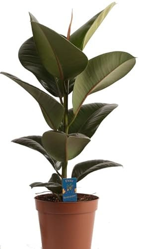 Ficus Elastica Natural Árbol de Riego Moderado