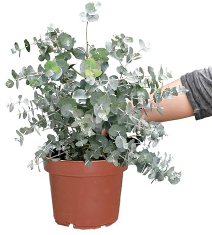 Eukalyptus Busch groß | Eucalyptus gunnii 50–60cm hoch | Aromatische silbergrüne Blätter | Winterhart & dekorativ | Für Balkon, Terrasse, Garten | Duftpflanze gegen Insekten | Green Me Up