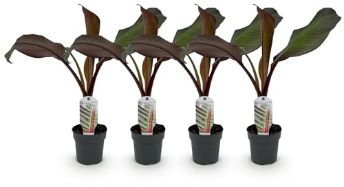 Plante fruitière - Bananier - Ensete ventricosum Maurelli - Rustique | 4 pièces - 30cm - Ø12cm - Plante de jardin