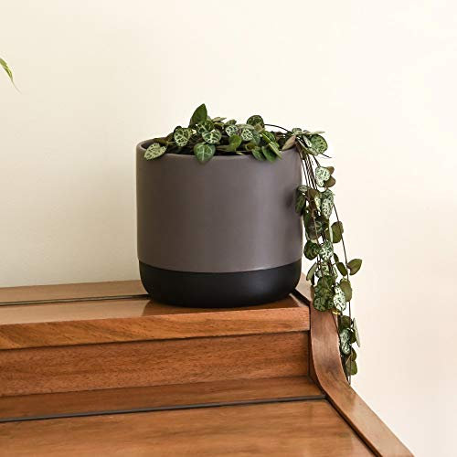 String of Hearts Indoor Trailing House Plant Unique Ceropegia Rosary Vine, 1 x String of Hearts (Ceropegia Woodii) Plants in 10cm Pot + Decorative Pot in Grey & Black by Thompson and Morgan