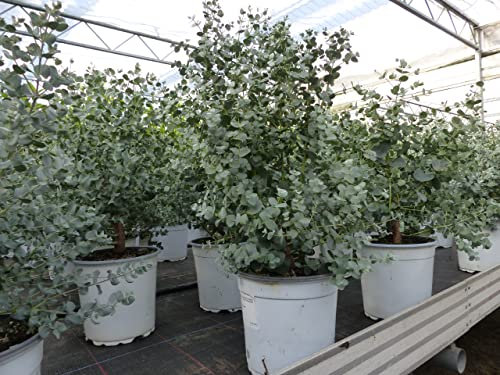 gruenwaren jakubik XL Eucalyptus Gunni Gunnii Busch Eukalyptusbaum 35-50 cm, Pflanze winterhart