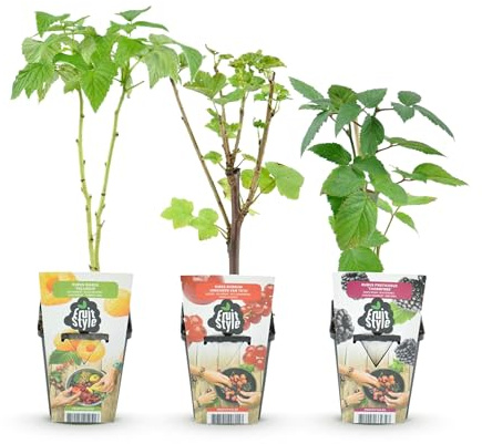 GreenboutiQ - Obstpflanzen - Tricolour - Rote Johannisbeere - Gelbe Himbeere - Schwarze Brombeere - Winterhart - 3 Pflanzen - Topf 9cm
