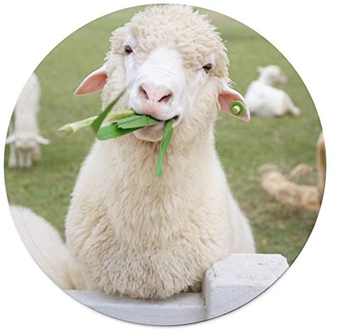 NIBABA Coperta per animali domestici con pecore che mangiano erba, anti-pelucchi, calda e morbida, in flanella, leggera, accogliente, per cani e gatti, diametro 90 cm