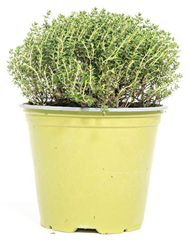 mgc24 Zitronenthymian, echte Kräuterpflanzen im 14-cm-Topf, 3 Stück
