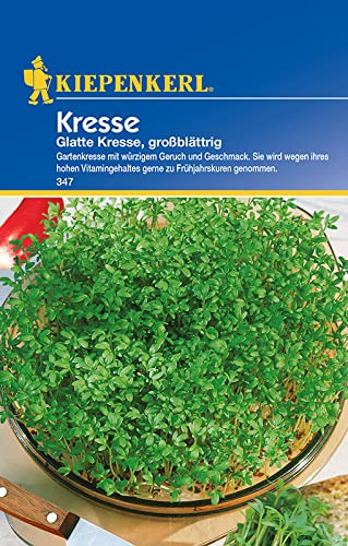Kresse glatte grossblättrig