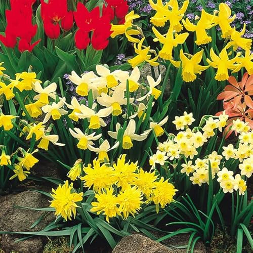 Narcissus/Daffodil,Min Daffodil Mixed 8/10cm, Spring Flowering,X50 Bulbs, Ready for Planting Now