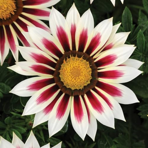 PREMIER SEEDS DIRECT - Gazania - New Day Rose Stripe Seeds - Annual (25-Seeds)
