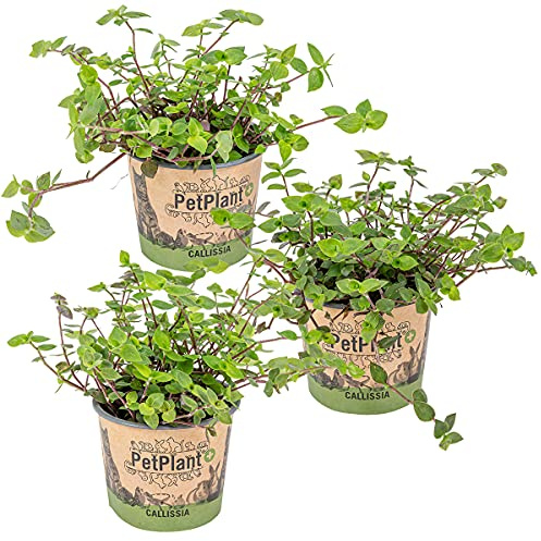 Bloomique - 3er-Set - Callisia Repens - Schildkrötenpflanze - Geeignet als Tierfutter - Zimmerpflanzen - Tierfreundlich - Höhe 10-20 cm - Topf 12 cm
