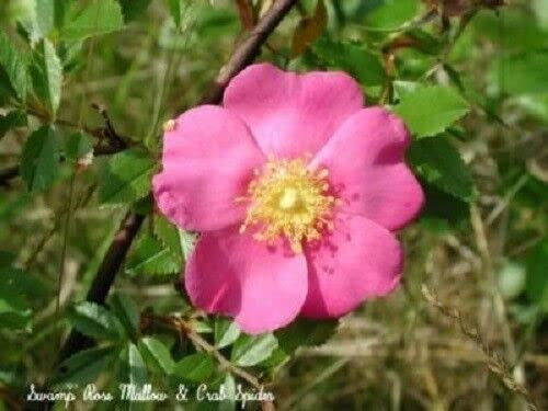 25 ROSA ROSA DI PALUDE Rosa Palustris Fleur Arbuste Bush Graines * Plat S/H