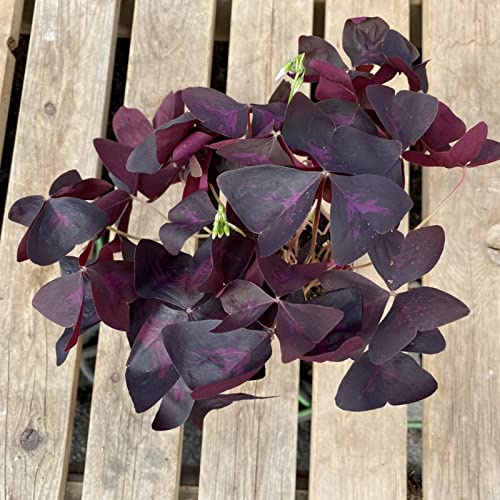 Lange BlüTezeit, Winterhart/, Pflegeleicht, Mehrjährig Große, Hoher Zierwert, (Stauden/Staude/), BlüHend, -6 Oxalis-I
