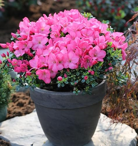 Buxsartige Japanische Azalee Anouk 25-30cm - Rhododendron obtusum - Zwerg Alpenrose - lebende Gartenpflanze aus den Baumschulen