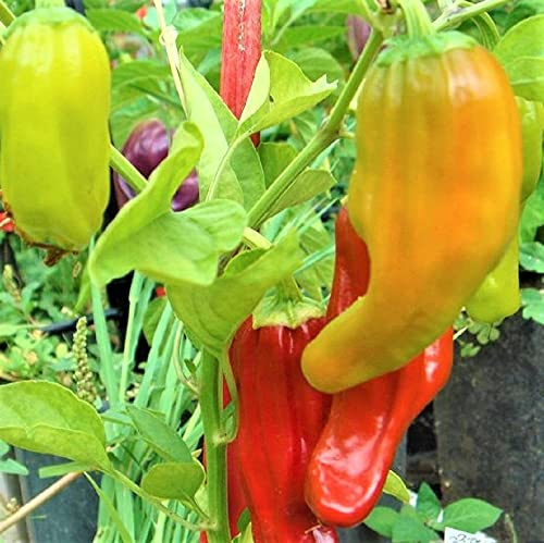 Santa Fe Grande Pepper Seeds - 100 Count Seed Pack - Non-GMO - A Sweet, mild, Somewhat Smoky Pepper Used in salsas, sauces, Salads and Much More. - Country Creek LLC