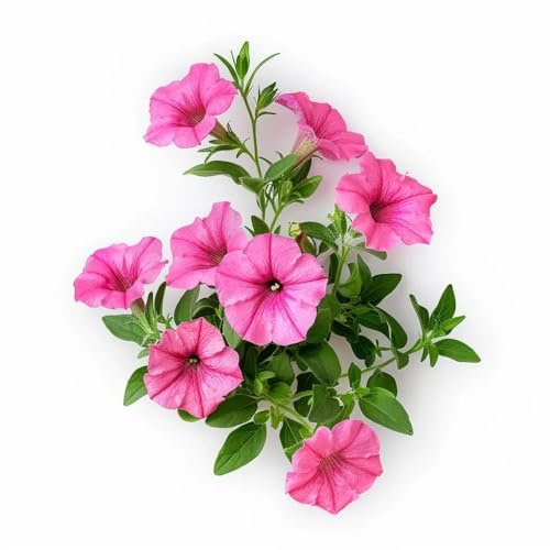 500 Semi di Petunia Nano Rosa - SemiSelvaggio Permacultura