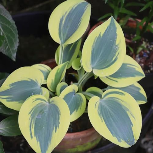 funkien - hosta - gartendeko für draußen, balkonpflanzen blumenbeet, bio steingartenpflanzen winterhart bodendecker 600samen