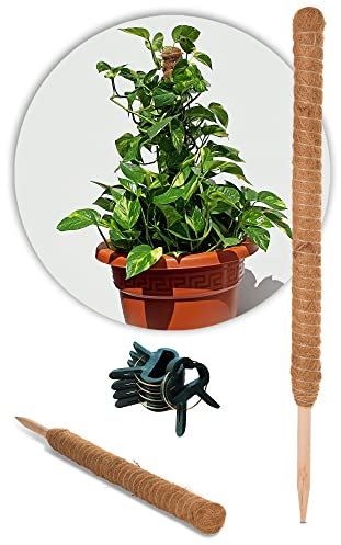 Novatool 2 barras de coco para plantas de 60 cm y 20 pinzas pequeñas, fibra de coco natural, extensible para plantas Monstera, Efeutute Moss, polos, fijación para plantas, clip para plantas