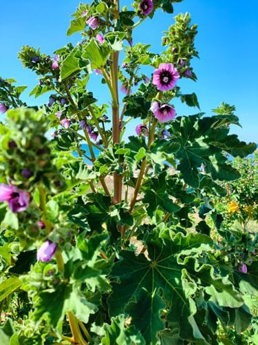 Malva arborea, lavatera, malvone con fiori rosa e foglie commestibili - 3 piantine con radice