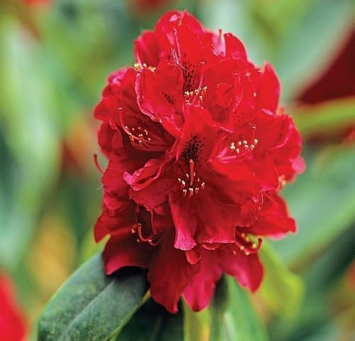 100pcs Fresh Red Rhododendron Flower Seeds