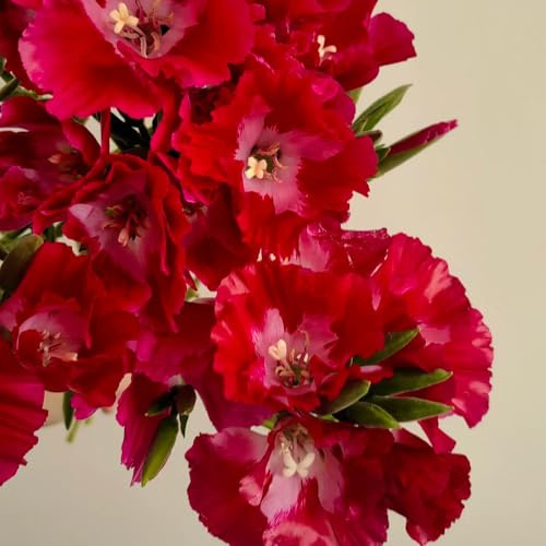 Semi di azalea estiva, resistenti per il giardino serre da balcone da giardino roccioso resistenti semi di selvatici per luoghi soleggiati 10pcs