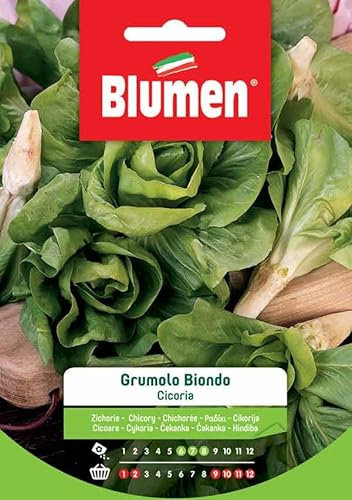 SEMI CICORIA GRUMOLO BIONDO BLUMEN SEMENTI ORTO