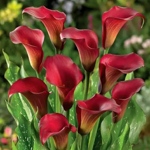 3bulbi di calla resistenti, primaverili, interno di calle, decorazione, balcone di campo, mini giardino