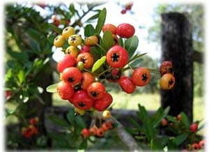 100 semi di Agazzino 3182 (Pyracantha coccinea) Seeds ONLY