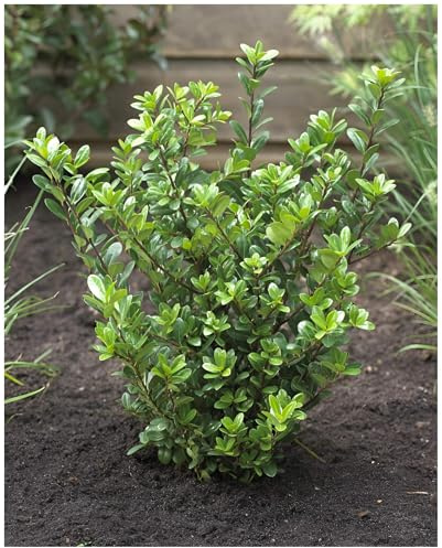 Stauden Gänge 100 x Ilex crenata 'Caroline Upright' (Buchsbaum Ersatz/Immergrün/Winterhart/Mehrjährig) Japanische Stechpalme - Der elegante Hauch von Fernost - Top für Hecken