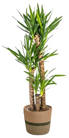Yucca Elephantipes avec panier - 120-140cm - Ø24cm - Plante d'intérieur - Vert persistant
