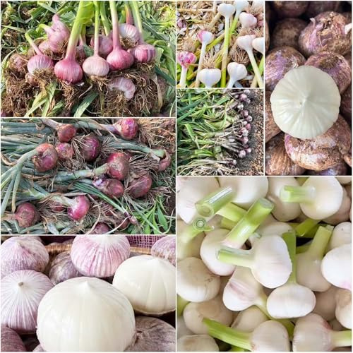 knoblauchsamen heilkräuter schattenpflanzen alte gemüsesorten pflanzknoblauch frühjahr anzuchtset gemüsebeet elefantenknoblauch bonsai zimmerpflanzen aussaat 400samen