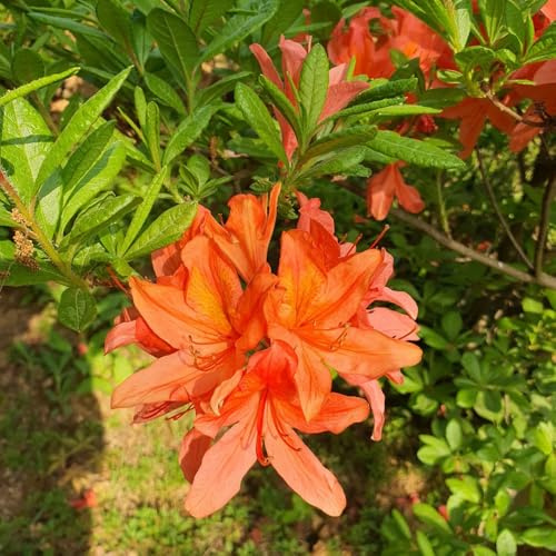 Semi di azalea, da balcone, semi di rododendro resistente, Le perenni sono rare, semi di campo 100pcs