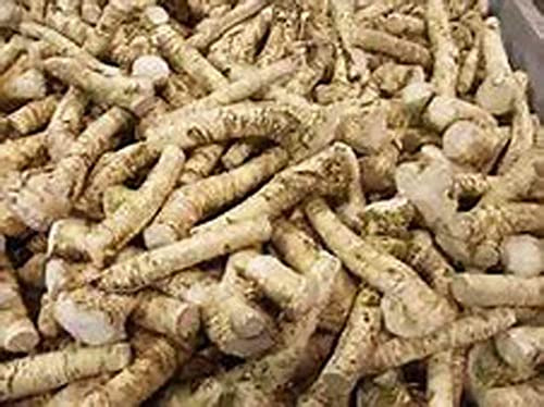 Horseradish Roots 2 Pound,(USA Only,Can Not be Shipped internationally) Ready for Planting or Preparing As Sauces or Dressings etc.