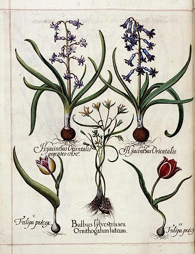 RZHRHJES Kunstwerk Bilder Leinwand Kunst Gemälde Leinwand Malerei Poster Hyazinthe und Tulpe von hortus Eystettensis von Basilius Besler Leinwand Wandbild für Heimdekoration 60x90cm