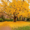 5 Graines de Ginkgo biloba - Arbre aux Quarante Écus - Arbre légendaire - Jardin - 306