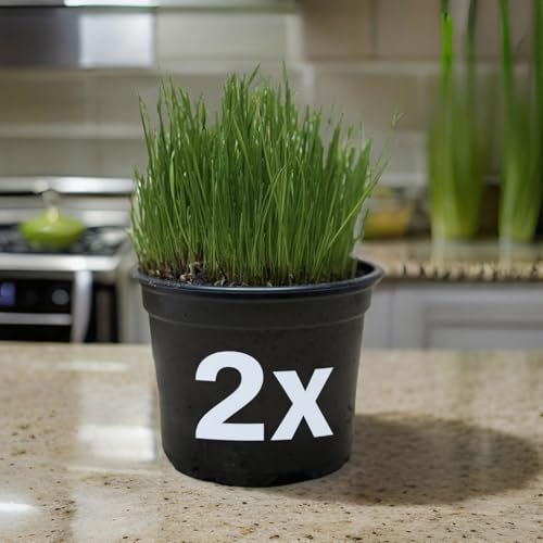 Ultrasoftgras – Besonders weiches Katzengras im Topf | Für Wohnungskatzen | Frisch, zart & 100 % natürlich | Ideal zur Haarballenvorbeugung (2)