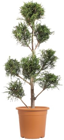 KENTIS - Cyprès de Leyland Pompon - Cupressocyparis Leylandii - Plantes d'Extérieur Persistantes - Jardin/Balcon - H 90/110 cm Ø 24 cm