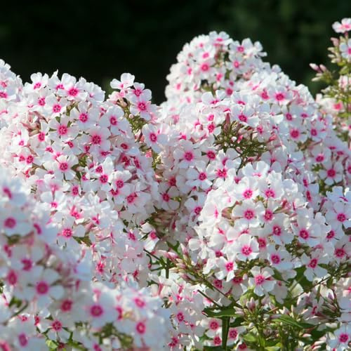 teppichphlox - blumensamen mehrjährig winterhart gartenblumen garten kräutergarten winterharte kübelpflanzen winterfeste für kübel balkonpflanzen 800samen