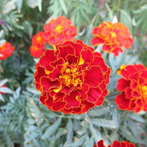 semi di calendula resistenti, rari di calendula decorazione del balcone, 150pcs