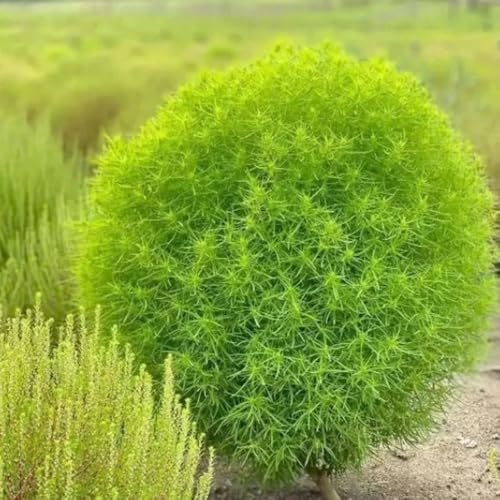kochia scoparia - sommerzypresse - winterfeste garten deko, hochbeet balkonpflanzen winterharte kübelpflanzen 200samen