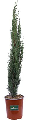 Pianta di Cupressus Sempervirens Totem Pianta di Cipresso Totem pianta da esterno Cipresso piramide pianta vera Cipresso ornamentale pianta conifera venduta da eGarden.store (Vaso 19 cm)