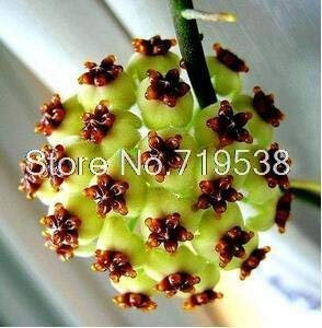 Seeds Plum 16 Colors Can be Choose Cyclamen Flower Seeds Perennial Flowering Plants Cyclamen Seeds - 100 PCS: Only Seeds