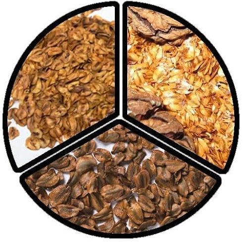 Redwood Tree Seeds Pack - Coast (Californian) / Giant/Dawn - Set of Each, 10