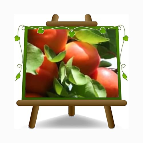 EURO PLANTS VIVAI Albicocco Nano - Pianta da Frutto su - Vaso ø 24/26 cm - Altezza 80~100 cm- Età 4 Anni