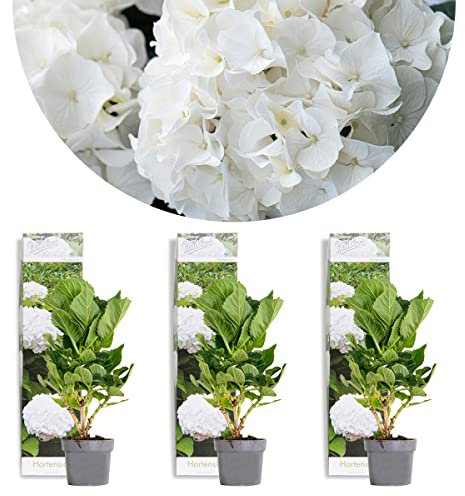 Bloomique - Set di 3 - Hydrangea macrophylla Wudu - Ortensia - Ortensia da giardino - Piante da giardino - Resistente al freddo - Alte 20-30 cm - Vaso da 10,5 cm