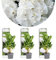 3x Hydrangea macrophylla 'Wudu' – Ortensia – Arbusto - Resistente - ⌀10.5 cm - 20-25 cm