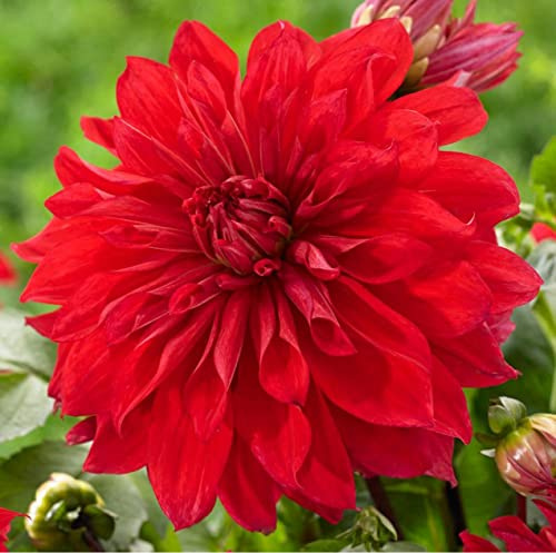 Dahlia Dinnerplate Babylon Red - Dahlia Tubers for Planting, Easy to Grow Dahlia Bulbs, Large Double Blooms Dahlia (1 Pack)