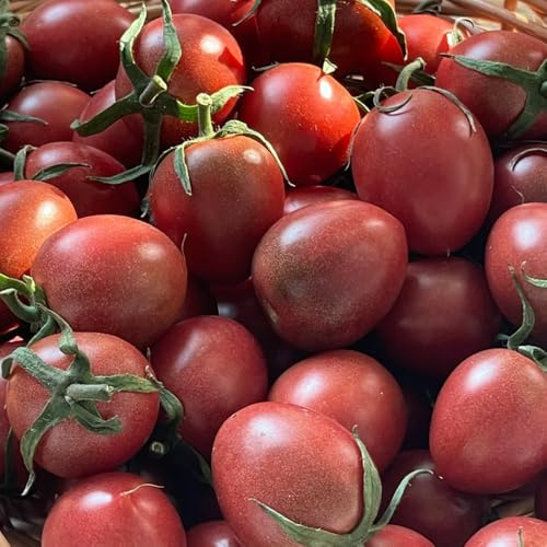 cherry tomatensamen - bio alte sorten indoor winterharte garten 50pcs