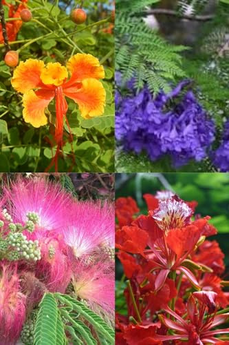 Samen-Set mit 4 blühenden Baumsamen: Jacaranda, Ponciana, Red Flamboyan, Konstantinopel-Akazie