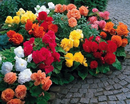 100 graines de fleurs de bégonia fraîches
