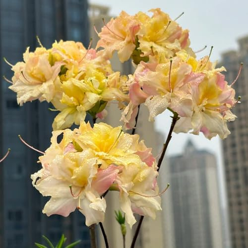 Semi di azalea, regali per gli amanti del giardino Rododendro, selvatici giardino di arbusti semi di vecchie varietà 60pcs